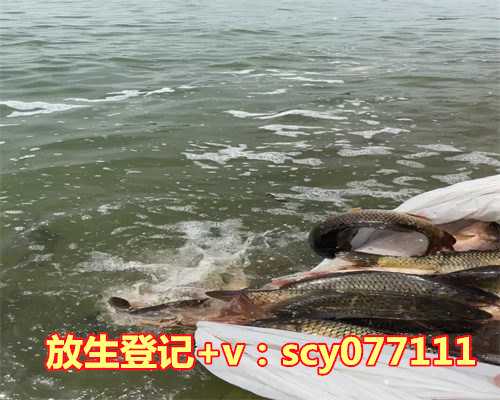 鲤鱼放生的话有什么寓意,放生,放什么好有哪些注意事项?