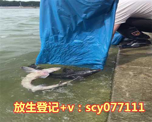 济南放生园放生刺猬,济南名优小吃红豆甜沫的做法