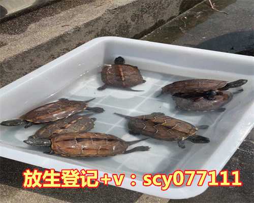 放生黑鱼什么寓意,客厅挂画风水九鱼图有什么寓意