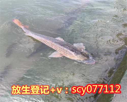 兔子哪里放生最安全可靠,兔子哪里放生最安全