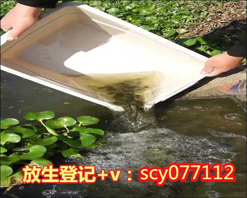 线上代放生酒泉3斤多的老鳖放生好不好【酒泉放生池花园】