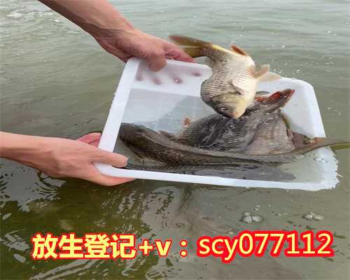 求子的东西应该放到哪里,为了求子买什么放生最好