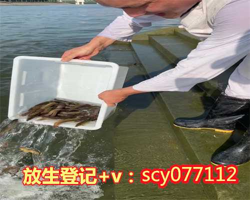 乌龟放生后回头代表什么寓意,乌龟放生多久会游走呢