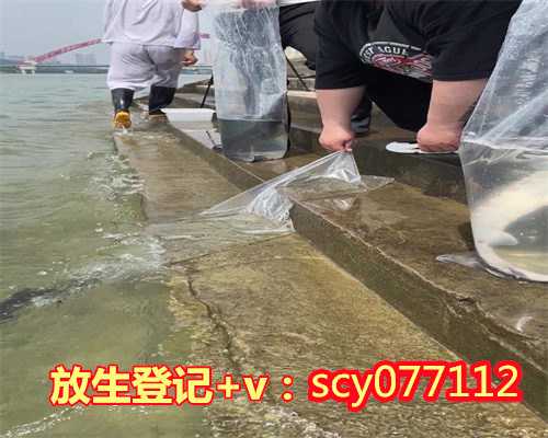 2023什么日子放生最好呢,乌龟怎样放生最吉利