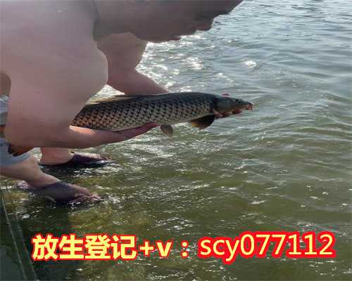 放生功德佛教美句,凡夫放生功德最大