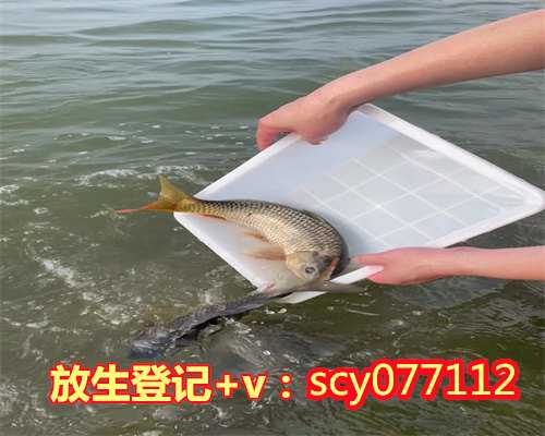 东北几月份可以放生乌龟,东北几月份可以放生