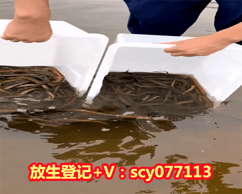 公园湖里适合放生什么鱼，双鱼座适合做什么职业