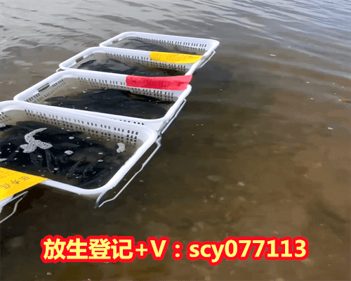 菩萨放生什么意思，算命先生说我女儿要继包公菩萨是什么意思