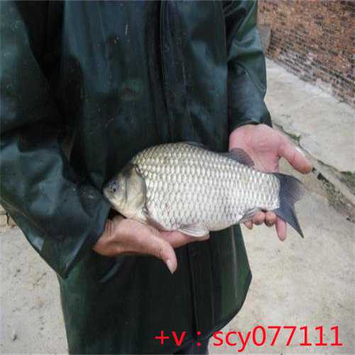 邯郸孩子满月如何放生,邯郸放生鳄鱼龟看时辰吗,邯郸乌龟放生